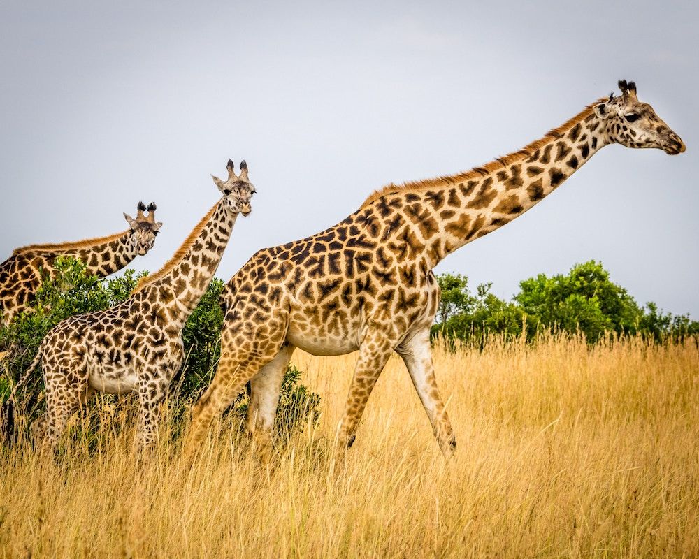 Giraffe-Maasai-Mara-Kenya